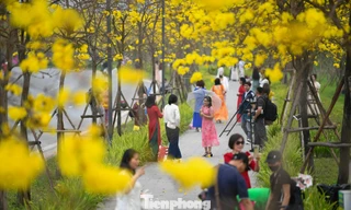 Đổ xô check-in đường hoa phong linh rực rỡ nhất Thủ đô