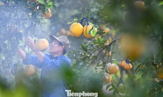 'Đột nhập' thủ phủ bưởi Diễn nức tiếng Hà Nội