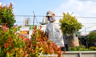 Thủ phủ hoa miền Bắc tấp nập khách sắm Tết sớm