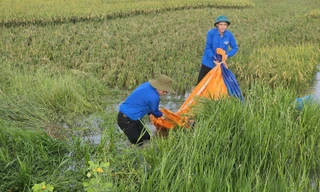 Thanh niên Thủ đô xuống đồng hỗ trợ bà con thu hoạch lúa sau bão
