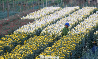 Miên man trên cánh đồng hoa sắp bung nở bên sông Hồng