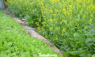 Hà Nội: Dạo chơi trên cánh đồng rực rỡ sắc vàng hoa cải 