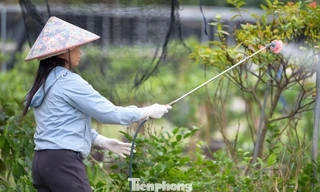 Vựa cây cảnh lớn nhất miền Bắc chạy đua thời gian vụ Tết