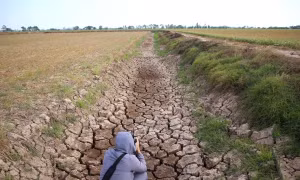 Xâm nhập mặn có thể vào sâu nhất 70km ở ĐBSCL