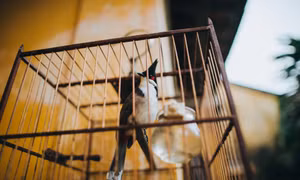 Giới bảo tồn kêu gọi ngừng nuôi chim cảnh