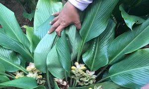 Khả năng chống ung thư từ loài cây mọc khắp vùng quê Việt Nam