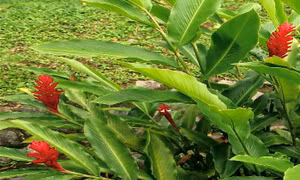 Tìm thấy hoạt chất chống ung thư từ cây mọc dại phổ biến