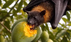 Bộ Y tế ra cảnh báo phòng nguy cơ virus Nipah lây qua thực phẩm