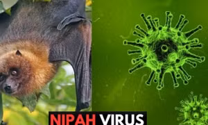 Bộ Y tế khẩn cấp yêu cầu tăng cường giám sát virus Nipah tại cửa khẩu