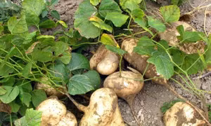 Điều tra vụ nghi ngờ ngộ độc sau khi ăn hạt củ đậu tại Ninh Bình