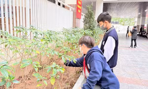 Vì sao con ngoan ở nhà ra đời hay vấp ngã?