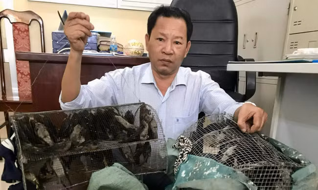 Chim yến được lực lượng Công ty Yến sào Khánh Hòa giải cứu