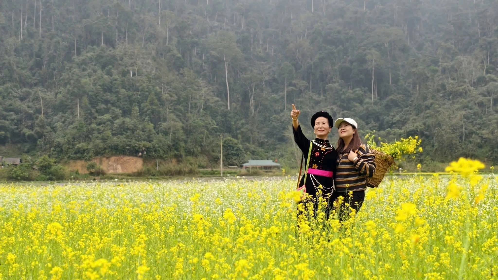 Bản Bung, Tuyên Quang: Biến mùa hoa cải thành điểm du lịch sinh thái hấp dẫn