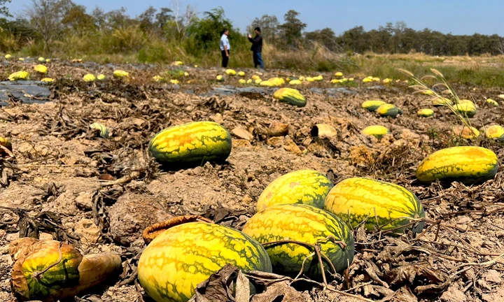 Ruộng dưa hấu hơn 200 tấn bị bỏ thối vì tranh chấp dân sự