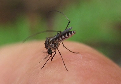 Một nghiên cứu mới cho thấy diệt muỗi chưa hẳn là phương pháp hiệu quả để ngăn chặn bệnh dịch sốt rét.