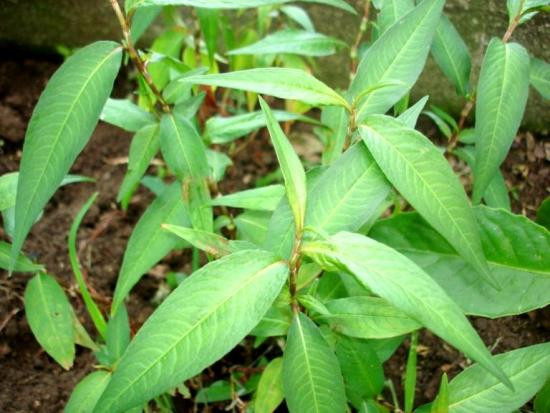 Ảnh minh họa: Internet