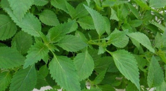 Ảnh minh họa: Internet