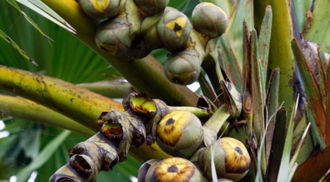 Ảnh minh họa: Internet