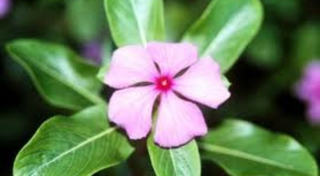 Ảnh minh họa: Internet