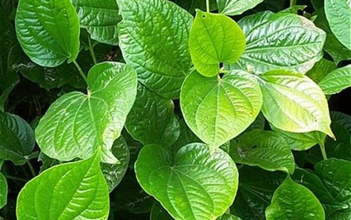 Ảnh minh hoạ: Internet