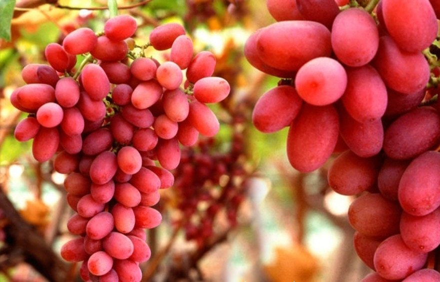 Ảnh minh họa: Internet