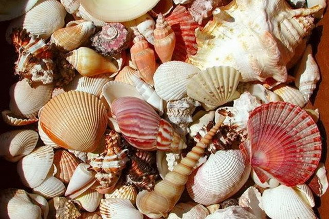 Ảnh minh họa: Internet