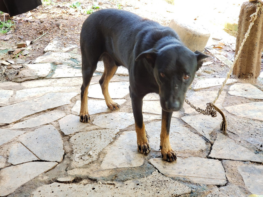 Lùng nhùng nghi vấn 'báo đen' xuất hiện ở Đồng Nai: Bất ngờ từ người báo tin 