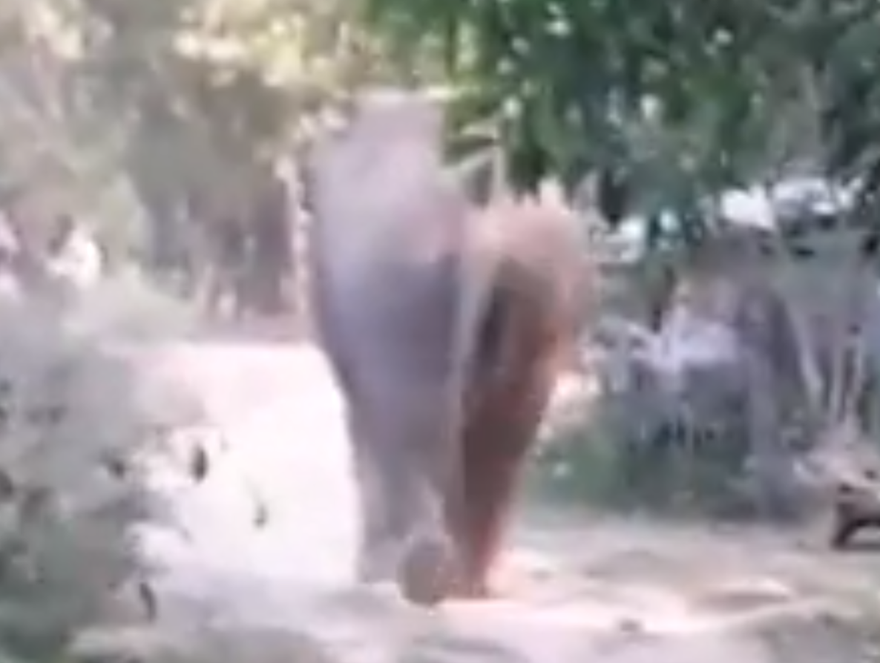 Hy hữu: Voi di chuyển ra khỏi rừng sinh con