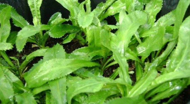 Ảnh minh họa: Internet