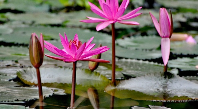 Ảnh minh họa: Internet