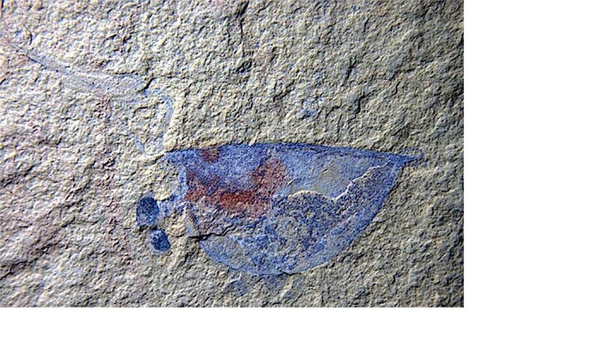 Lần đầu tiên các nhà nghiên cứu phát hiện hóa thạch động vật còn non.