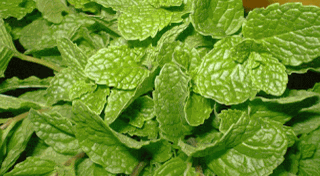 Ảnh minh họa: Internet