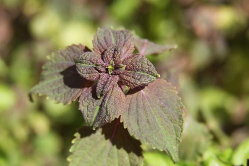 Ảnh minh họa: Internet