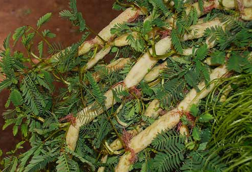 Ảnh minh hoạ: Internet