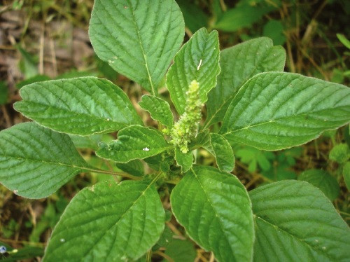 Ảnh minh hoạ: Internet