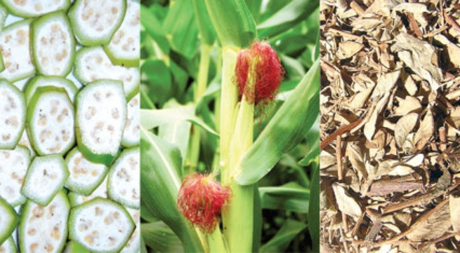 Chuối hạt, râu bắp, kim tiền thảo... dùng trong bài thuốc chữa sỏi đường niệu - Ảnh: K.Vy - Thái Nguyên