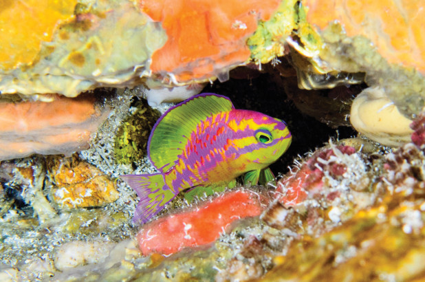 Những loài sinh vật mới phát hiện năm 2018. Ảnh minh họa.