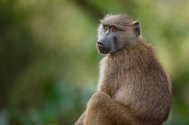 Các nhà khoa học đã thành công khi ghép tim lợn vào khỉ đầu chó. Ảnh minh họa