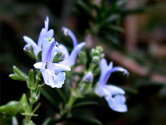 Ảnh minh họa: Internet