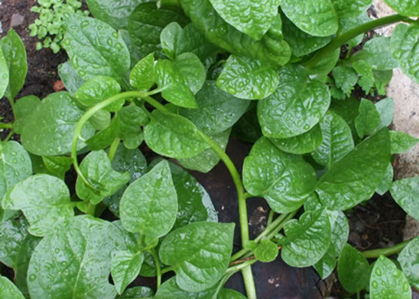 Ảnh minh hoạ: Internet