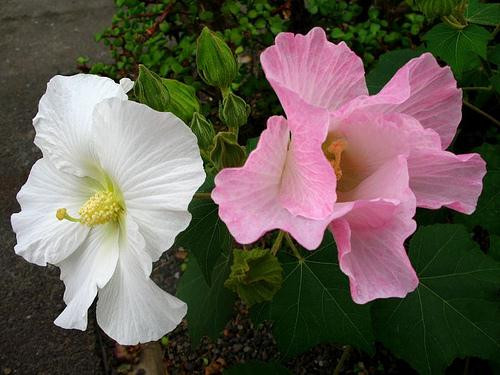 Ảnh minh hoạ: Internet