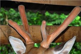 Ảnh minh họa: Internet