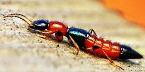 Ảnh minh họa: Internet