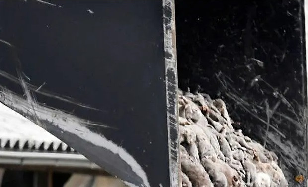 Hình ảnh đàn chồn ở Đan Mạch bị tiêu hủy sau khi có đợt bùng phát dịch COVID-19 tại trang trại chồn.