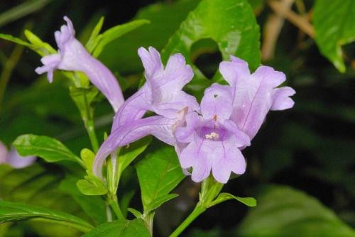 Ảnh minh hoạ: Internet