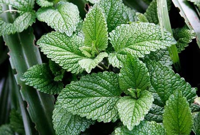 Ảnh minh họa: Internet