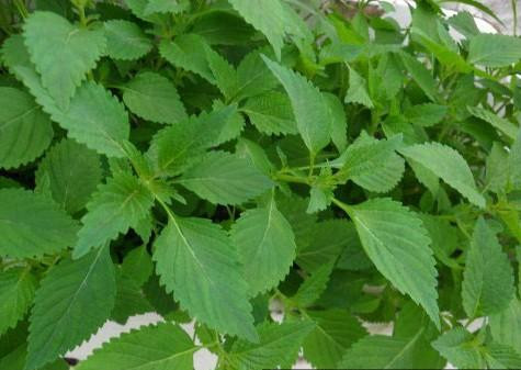 Ảnh minh hoạ: Internet