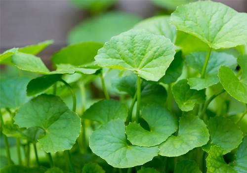 Ảnh minh hoạ: Internet