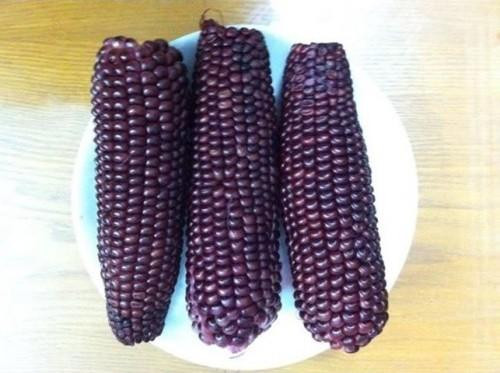 Ảnh minh hoạ: Internet