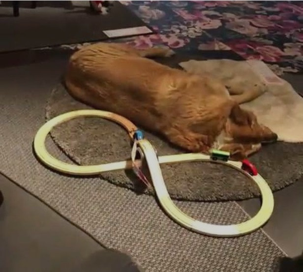 Hình ảnh những chú cún nằm ngủ ngon lành trên thảm nhà kho của Ikea gây xúc động cư dân mạng.